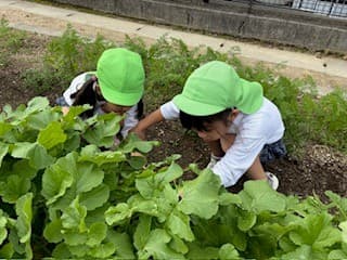 畑では子ども達が考えた色々な野菜を育てています❣